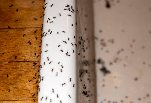 Best Mosquito Control Services  in Milan, IN